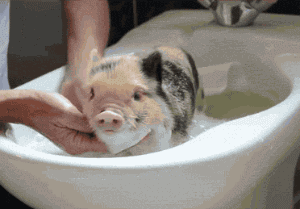 不洗就别洗对身体没好处！很多人都中招了PG电子麻将胡了2试玩